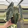 plant/Alocasia watsoniana (dark form) 4” pot growers choice-0-thumbnail