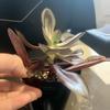 plant/Echeveria nodulosa-2-thumbnail