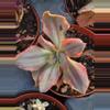 plant/Gu qin variegated-2-thumbnail