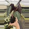 plant/Alocasia watsoniana (dark form) 4” pot growers choice-6-thumbnail
