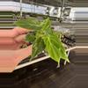 plant/Philodendron Verrucusom mini starter plant growers choice-2-thumbnail
