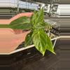 plant/Philodendron Verrucusom mini starter plant growers choice-0-thumbnail