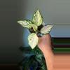plant/Aglaonema super white-0-thumbnail