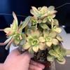 plant/Aeonium pinwheel cluster-0-thumbnail