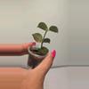 plant/⚠️Zinger! Hoya Lacunosa 'Gayo Lues' #8038-1-thumbnail