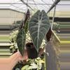 plant/Alocasia watsoniana (dark form) 4” pot growers choice-4-thumbnail
