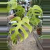 plant/Monstera Light Lime-2-thumbnail