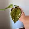 plant/Anthurium Radicans x Lux-1-thumbnail