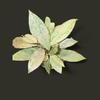 plant/Hoya Pubicalyx Pink Silver Ghost-0-thumbnail