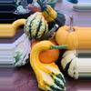 plant/Private Succulent Pumpkin Workshop Kit-3-thumbnail