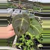 plant/Seed grown anthurium Hoffmanii starter plant growers choice-2-thumbnail