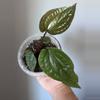 plant/Anthurium Radicans x Lux-0-thumbnail