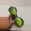 plant/Hoya Obovata Inner Variegated #4047-0-thumbnail