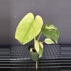 plant/Monstera White Monster-0-thumbnail