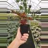 plant/Begonia midnight constellations 4” pot growers choice-6-thumbnail
