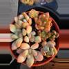 plant/4inch mixed set take all-0-thumbnail