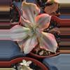 plant/Gu qin variegated-0-thumbnail
