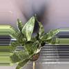 plant/Sanseveria-0-thumbnail