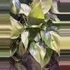 plant/Philodendron hederaceum ‘Brasil’ Cuttings-0-thumbnail