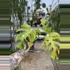 plant/Monstera Light Lime-1-thumbnail