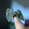 plant/Anthurium Noid x (Zara x Michelle)-0-thumbnail