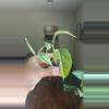 plant/Epipremnum Pinnatum Marble-1-thumbnail
