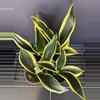 plant/Sanseveria Black Gold-0-thumbnail
