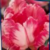 plant/‘Silver Parrot’ Pink & White Tulip Bulbs 5 pack-0-thumbnail