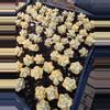 plant/Titubans 3 pcs-0-thumbnail