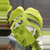 plant/Monstera Light Lime-0-thumbnail
