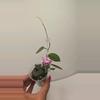 plant/Hoya Thompsonii Splash (White Flower) #9076-3-thumbnail