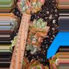 plant/Moon dancer-0-thumbnail