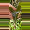 plant/Anthurium lucens Ocosingo Chiapas (seedling)-1-thumbnail