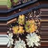plant/Chun qing forest 1pc-0-thumbnail