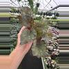 plant/Begonia midnight constellations 4” pot growers choice-1-thumbnail