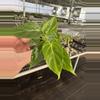 plant/Philodendron Verrucusom mini starter plant growers choice-1-thumbnail