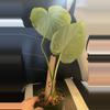 plant/Philodendron mcdowell-1-thumbnail