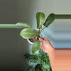 plant/Philodendron Florida bronze-0-thumbnail
