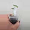 plant/Alocasia Variegated Frydek Pup #10-2-thumbnail