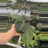 plant/Seed grown anthurium Hoffmanii starter plant growers choice-6-thumbnail
