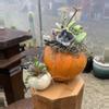 plant/Private Succulent Pumpkin Workshop Kit-2-thumbnail