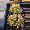 plant/Red lover amber 1pc-0-thumbnail