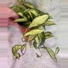 plant/Hoya krimson princess-2-thumbnail