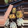plant/Chun qing forest 1pc-1-thumbnail