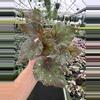 plant/Begonia midnight constellations 4” pot growers choice-0-thumbnail