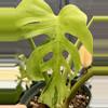 plant/Monstera Light Lime-5-thumbnail