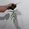plant/Philodendron polypodioides-0-thumbnail