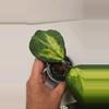 plant/Hoya Obovata Inner Variegated #4047-2-thumbnail