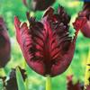 plant/‘Black Parrot’ Maroon Black Tulip Bulbs 5 pack-0-thumbnail