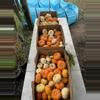 plant/Private Succulent Pumpkin Workshop Kit-6-thumbnail